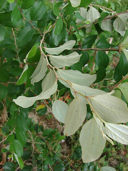 File:Starr 080608-7450 Ziziphus mauritiana.jpg