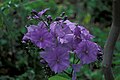 Solanum wendlandii çiçekleri