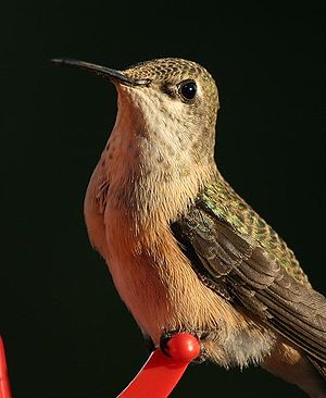 A Calliope Hummingbird (Stellula calliope)