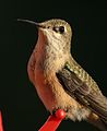 Calliope Hummingbird