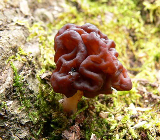 Gyromitra esculenta or False Morel mushroom.