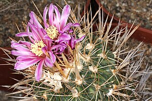 Stenocactus crispatus pm.JPG