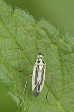 Thumbnail for Stenotus (bug)
