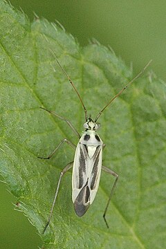 Description de l'image Stenotus.binotatus.jpg.