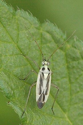 Beschrijving van de afbeelding Stenotus.binotatus.jpg.