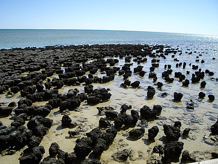 Stromatolites at Hamelin Pool