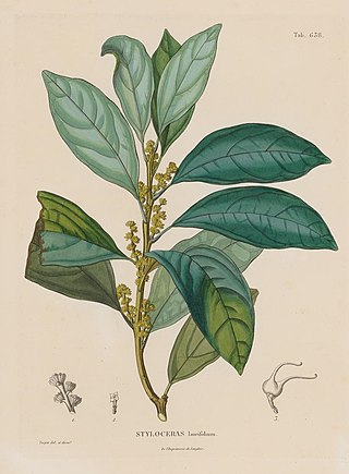 <i>Styloceras laurifolium</i> Species of tree