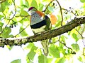 Superb Fruit-Dove (Ptilinopus superbus) (31325780326).jpg