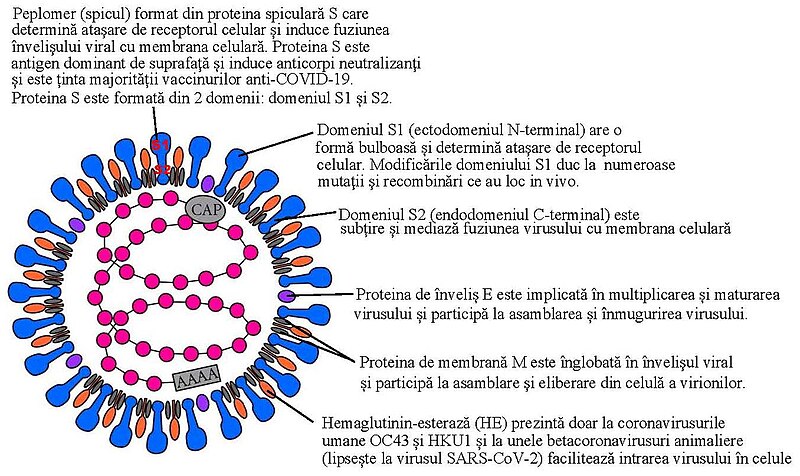 File:Surface proteins of coronaviruses ro.jpg