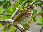 Thumbnail for File:Swainson's thrush in Verizon Plaza (06370).jpg