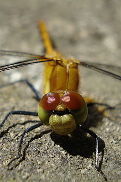 White-faced Meadowhawk (Sympetrum obtrusum), Female