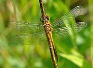 Sympetrum sanguineum qtl11.jpg