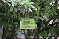 Synsepalum dulcificum - South China Botanical Garden 2013.11.02 12-05-46.jpg