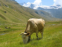 La première source d'alimentation des bovins peut être l'herbe au pâturage.