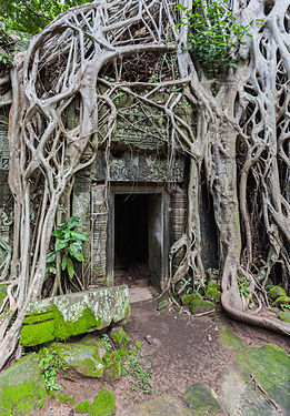 Door surrounded by roots of Tetrameles nudiflora in the Khmer temple of Ta Phrom, Angkor temple complex, located today in Cambodia.