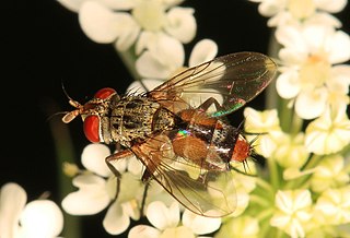 <i>Genea pavonacea</i> Species of fly