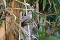 * Nomination Taiga Flycatcher at village Kairwaan, district Dehradun. --Satdeep Gill 07:00, 2 April 2022 (UTC) * Promotion Good quality. --Kritzolina 07:18, 2 April 2022 (UTC)