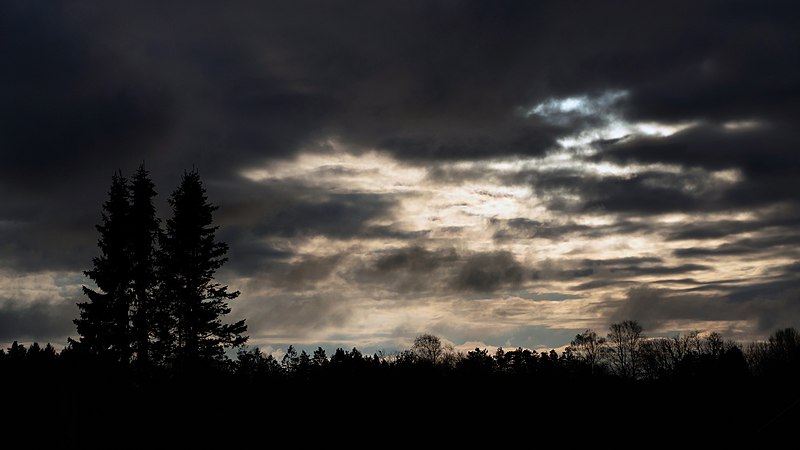 File:Tall spruces against a cloudy sky.jpg