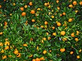 la mandarina / die Mandarine
