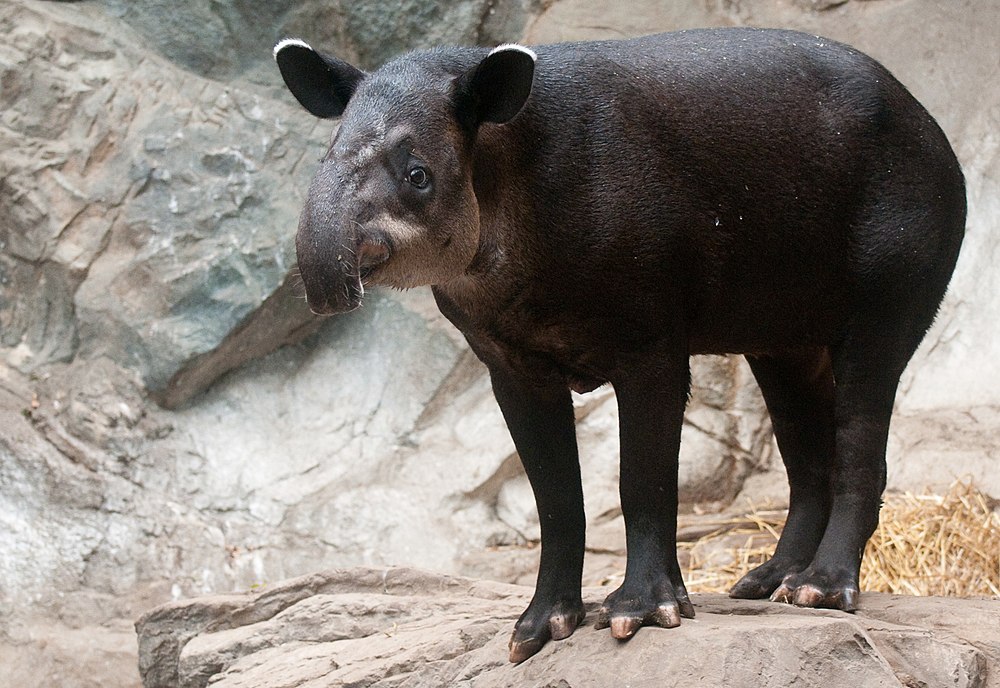 The average litter size of a Baird's tapir is 1