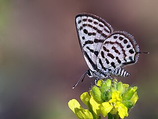 <i>Tarucus balkanicus</i> Species of butterfly