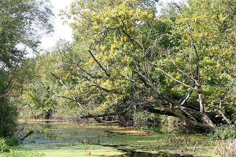 File:Taubergießen urige Wasserlandschaft.JPG