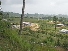 Tea plants, on the way to Berinag Tea plants, on the way to Berinag (3979559406).jpg