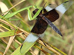 捕食蜻蜓Libellula luctuosa, 美国