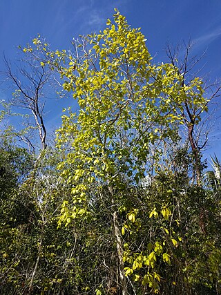 <i>Terminalia eriostachya</i> Species of tree