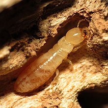 Termite - Isoptera - Els Poblets, Alicante, Spain.jpg
