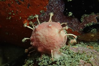 <i>Tethya bergquistae</i> Species of sponge