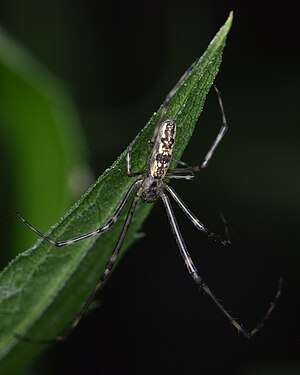 Tetragnatha sp.