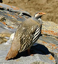 State Heritage Bird of East Türkestan