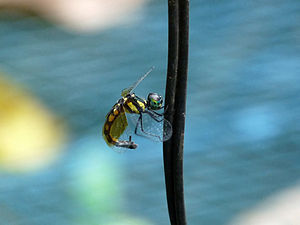 Pigmy Skimmer Tetrathemis platyptera female