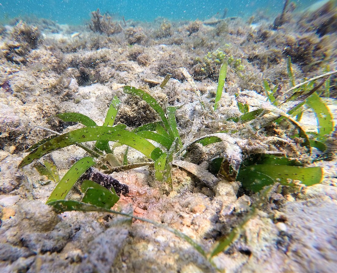 泰来草属