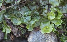 Liverworts Marchantia with round cups, and Lunularia with crescent cups, both containing gemmae. Gemmae dislodged by rain are visible at the bottom of the image. Thallose liverwort (Marchantia and Lunularia spp.) showing clonal plantlets in gemma cups.jpg
