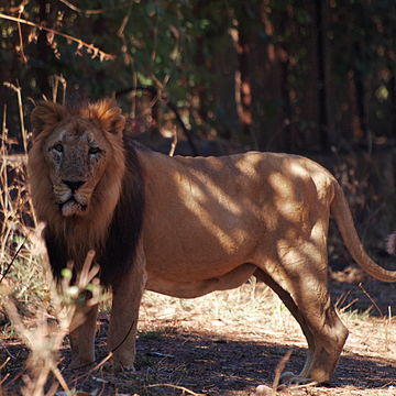 ഏഷ്യൻ സിംഹം