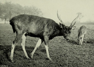 The deer of all lands (1898) Formosan sambar in Woburn Abbey.png