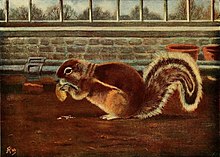 The Fan-tailed Squirrel.
From an original painting by the Hon. Alice Foljambe The fan tailed squirrel (cropped).jpg