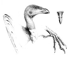 The genera of birds - Talegalla fuscirostris (19140083500) (cropped).jpg