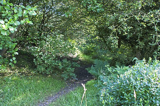 The path through Nab Wood - geograph.org.uk - 3077727