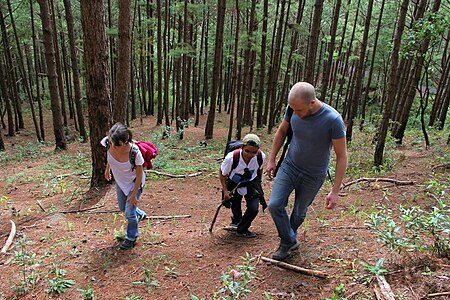 Tập_tin:The_trail_to_Langbiang_Peak.jpg