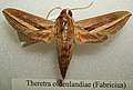 Theretra oldenlandiae