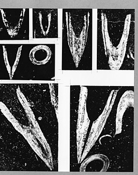 Thin sections of Salterella conulata Clark Yel00004.jpg