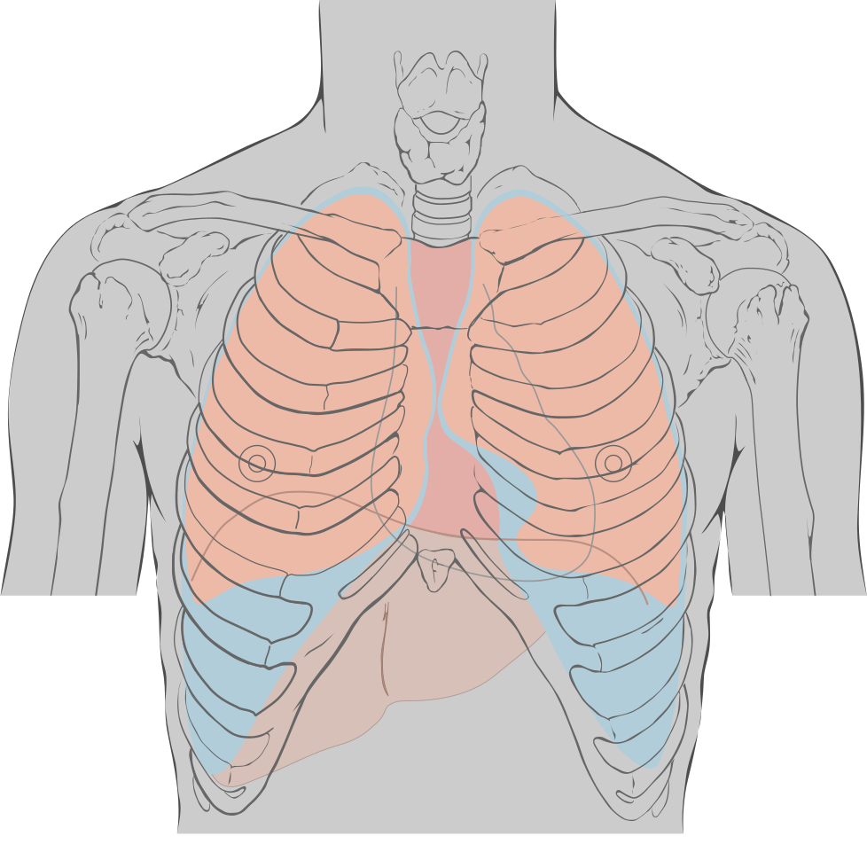 Где находятся легкие. Межреберья анатомия. Расположение легких. Лёгкие человека расположение.