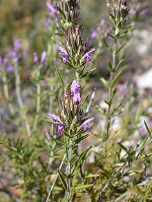 Thymbra spicata 1.jpg