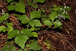 Tiarella trifoliata