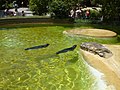 Tiergarten, Berlin, Germany - panoramio (60).jpg