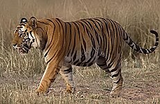 A tiger in Bandhavgarh Tiger Reserve, Madhya Pradesh