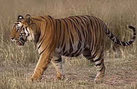 Tigre-de-bengala (Panthera tigris tigris).